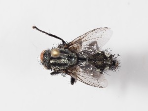  ( - ABOL-24-0283)  @11 [ ] CC-BY (2024) Gerhard Schlüsslmayr Unspecified