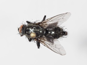  ( - ABOL-24-0284)  @11 [ ] CC-BY (2024) Gerhard Schlüsslmayr Unspecified