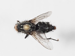  ( - ABOL-24-0285)  @11 [ ] CC-BY (2024) Gerhard Schlüsslmayr Unspecified