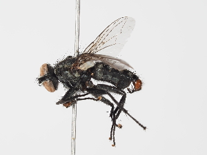  ( - ABOL-24-0285)  @11 [ ] CC-BY (2024) Gerhard Schlüsslmayr Unspecified