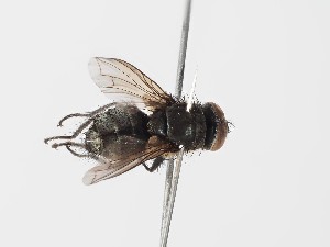  ( - ABOL-24-0286)  @11 [ ] CC-BY (2024) Gerhard Schl&uuml;sslmayr Unspecified