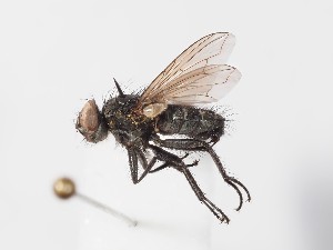  ( - ABOL-24-0286)  @11 [ ] CC-BY (2024) Gerhard Schl&uuml;sslmayr Unspecified