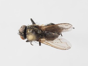  ( - ABOL-24-0287)  @11 [ ] CC-BY (2024) Gerhard Schl&uuml;sslmayr Unspecified