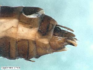  ( - ABOL-24-0334)  @11 [ ] Unspecified (default): All Rights Reserved (2024) Teufl Pia Unspecified