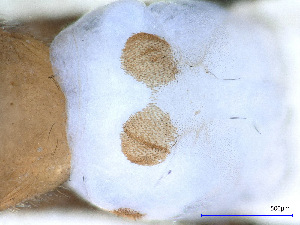  ( - ABOL-24-0344)  @11 [ ] Unspecified (default): All Rights Reserved (2024) Teufl Pia Unspecified