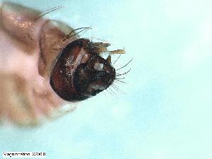  ( - ABOL-24-0357)  @11 [ ] Unspecified (default): All Rights Reserved (2024) Teufl Pia Unspecified