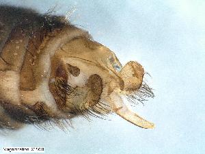  ( - ABOL-24-0363)  @11 [ ] Unspecified (default): All Rights Reserved (2024) Teufl Pia Unspecified