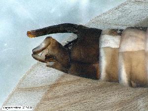 (Rhyacophila producta - ABOL-24-0379)  @11 [ ] Unspecified (default): All Rights Reserved (2024) Teufl Pia Unspecified
