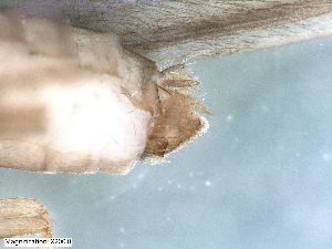  (Ylodes - ABOL-24-0389)  @11 [ ] Unspecified (default): All Rights Reserved (2024) Teufl Pia Unspecified