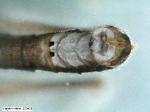  (Leuctra cf. pseudocingulata - ABOL-24-0403)  @11 [ ] Unspecified (default): All Rights Reserved (2024) Teufl Pia Unspecified