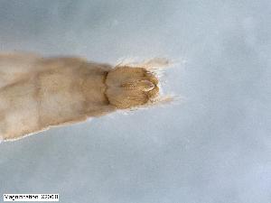  ( - ABOL-24-0417)  @11 [ ] Unspecified (default): All Rights Reserved (2024) Teufl Pia Unspecified
