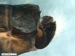  (Consorophylax styriacus - ABOL-24-0428)  @11 [ ] Unspecified (default): All Rights Reserved (2024) Teufl Pia Unspecified