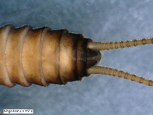  (Dictyogenus austriacum - ABOL-24-0429)  @11 [ ] Unspecified (default): All Rights Reserved (2024) Teufl Pia Unspecified