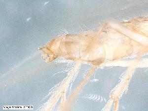  ( - ABOL-24-0432)  @11 [ ] Unspecified (default): All Rights Reserved (2024) Teufl Pia Unspecified