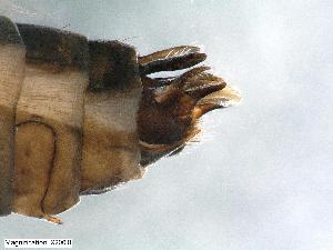  ( - ABOL-24-0433)  @11 [ ] Unspecified (default): All Rights Reserved (2024) Teufl Pia Unspecified