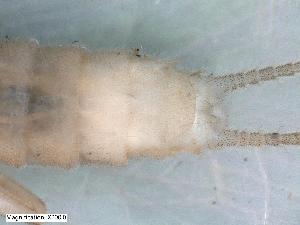  ( - ABOL-24-0436)  @11 [ ] Unspecified (default): All Rights Reserved (2024) Teufl Pia Unspecified