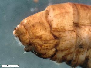  (Halesus tesselatus - ABOL-24-0439)  @11 [ ] Unspecified (default): All Rights Reserved (2024) Teufl Pia Unspecified