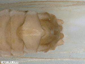  (Leuctra sesvenna - ABOL-24-0451)  @11 [ ] CC-BY (2024) Teufl Pia Unspecified