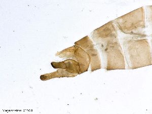  (Wormaldia subterranea - ABOL-24-0466)  @11 [ ] CC-BY (2024) Teufl Pia Unspecified