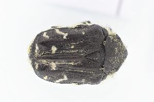  ( - ABOL-24-0609)  @11 [ ] Unspecified (default): All Rights Reserved (2025) Naturhistorisches Museum Wien Unspecified