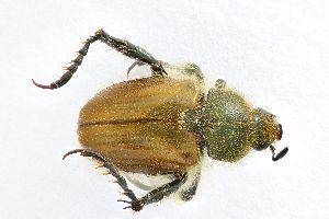  (Chaetopteroplia segetum straminea - ABOL-24-0614)  @11 [ ] Unspecified (default): All Rights Reserved (2025) Naturhistorisches Museum Wien Unspecified