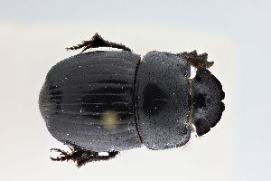  ( - ABOL-24-0615)  @11 [ ] Unspecified (default): All Rights Reserved (2025) Naturhistorisches Museum Wien Unspecified