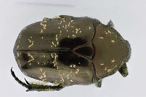  ( - ABOL-24-0616)  @11 [ ] Unspecified (default): All Rights Reserved (2025) Naturhistorisches Museum Wien Unspecified