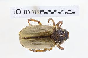  (Amphimallon ochraceum - ABOL-24-0617)  @11 [ ] Unspecified (default): All Rights Reserved (2025) Naturhistorisches Museum Wien Unspecified