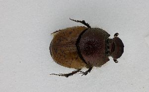  ( - ABOL-24-0622)  @11 [ ] Unspecified (default): All Rights Reserved (2025) Naturhistorisches Museum Wien Unspecified