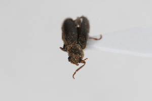  ( - ABOL-24-0830)  @11 [ ] Unspecified (default): All Rights Reserved (2024) Elisabeth Glatzhofer Unspecified