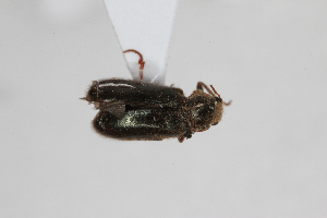  ( - ABOL-24-0830)  @11 [ ] Unspecified (default): All Rights Reserved (2024) Elisabeth Glatzhofer Unspecified