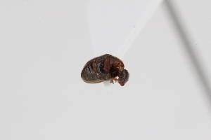  ( - ABOL-24-0832)  @11 [ ] Unspecified (default): All Rights Reserved (2024) Elisabeth Glatzhofer Unspecified