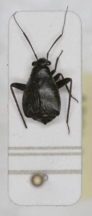  ( - ABOL-24-1199)  @11 [ ] Unspecified (default): All Rights Reserved (2024) Wolfgang Rabitsch Unspecified