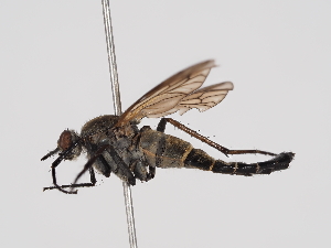  ( - ABOL-24-1267)  @11 [ ] Unspecified (default): All Rights Reserved (2024) Naturhistorisches Museum Wien Naturhistorisches Museum Wien