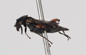  ( - ABOL-24-1270)  @11 [ ] Unspecified (default): All Rights Reserved (2024) Naturhistorisches Museum Wien Naturhistorisches Museum Wien