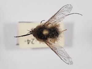  (Bombylius canescens - ABOL-24-1278)  @11 [ ] Unspecified (default): All Rights Reserved (2024) Naturhistorisches Museum Wien Naturhistorisches Museum Wien