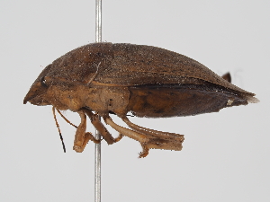  ( - ABOL-24-1292)  @11 [ ] Unspecified (default): All Rights Reserved (2024) Naturhistorisches Museum Wien Naturhistorisches Museum Wien