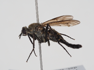  ( - ABOL-24-1311)  @11 [ ] Unspecified (default): All Rights Reserved (2024) Naturhistorisches Museum Wien Naturhistorisches Museum Wien