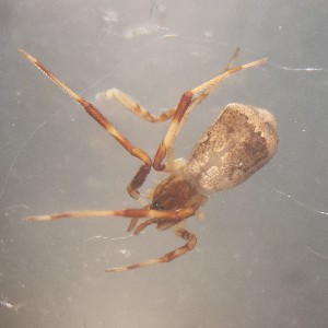  ( - ABOL-24-1329)  @11 [ ] Unspecified (default): All Rights Reserved (2025) Johannes Schall Unspecified