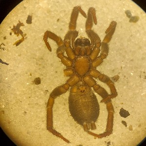  ( - ABOL-24-1338)  @11 [ ] Unspecified (default): All Rights Reserved (2025) Johannes Schall Unspecified