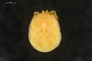  ( - ABOL-24-1392)  @11 [ ] Unspecified (default): All Rights Reserved (2024) Naturhistorisches Museum Wien Naturhistorisches Museum Wien