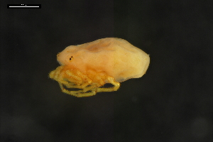  ( - ABOL-24-1392)  @11 [ ] Unspecified (default): All Rights Reserved (2024) Naturhistorisches Museum Wien Naturhistorisches Museum Wien