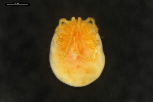  ( - ABOL-24-1392)  @11 [ ] Unspecified (default): All Rights Reserved (2024) Naturhistorisches Museum Wien Naturhistorisches Museum Wien