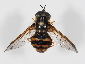  (Chrysotoxum lessonae - ABOL-24-1425)  @11 [ ] CC-BY (2024) Natural history museum Vienna Natural history museum Vienna