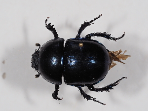  ( - ABOL-24-1732)  @11 [ ] CC-BY (2024) Naturhistorisches Museum Wien Naturhistorisches Museum Wien