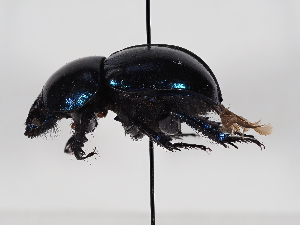  ( - ABOL-24-1732)  @11 [ ] CC-BY (2024) Naturhistorisches Museum Wien Naturhistorisches Museum Wien