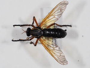  (Molobratia teutona - ABOL-24-1733)  @11 [ ] CC-BY (2024) Naturhistorisches Museum Wien Naturhistorisches Museum Wien