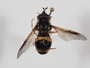  (Chrysotoxum bicincta - ABOL-24-1735)  @11 [ ] CC-BY (2024) Naturhistorisches Museum Wien Naturhistorisches Museum Wien