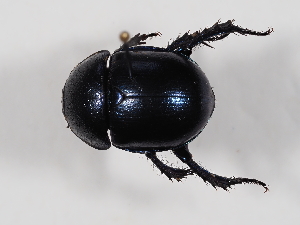  ( - ABOL-24-1739)  @11 [ ] CC-BY (2024) Naturhistorisches Museum Wien Naturhistorisches Museum Wien