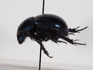  ( - ABOL-24-1739)  @11 [ ] CC-BY (2024) Naturhistorisches Museum Wien Naturhistorisches Museum Wien